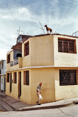 Santiago de Cuba  Kuba  ein Hund steht auf einem Haus