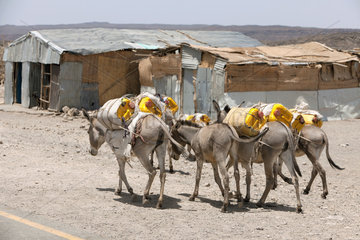 Guyan  Aethiopien  Esel transportieren Wasserkanister