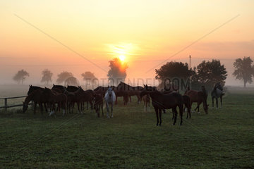 Graditz  Deutschland  Mutterstuten und Fohlen am Morgen auf der Weide