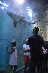Camden  Besucher eines Aquariums betrachten einen Haifisch in verglastem Tunnel