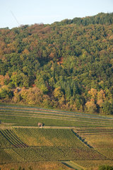 Badenweiler  Deutschland  Weinanbau im Markgraeflerland  im Hintergrund der Schwarzwald
