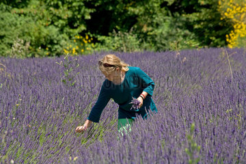 Grignan  Frankreich  ein Maedchen pflueckt Lavendelblueten auf einem Lavendelfeld