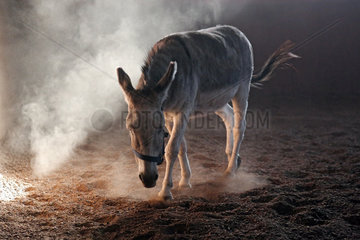 Ingelheim  Deutschland  Esel scharrt in einer Reithalle im Sand