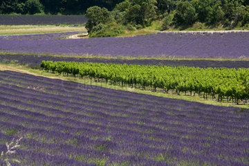 Grignan  Frankreich  bluehende Lavendelfelder und Felder mit Weinstoecken
