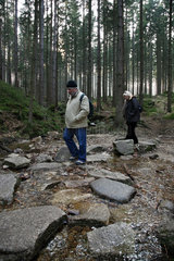 Szklarska Poreba  Polen  Fichtenwald im Tal der Kamienczyk im Nationalpark Riesengebirge