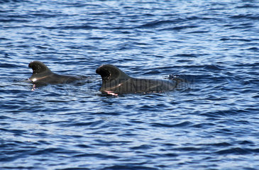 Los Cristianos  Spanien  Finnen von zwei Schweinswalen schauen aus dem Wasser heraus