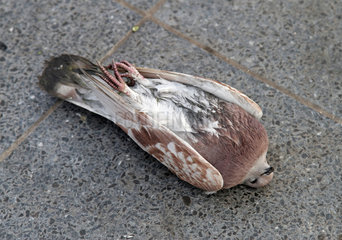 Berlin  Deutschland  tote Taube liegt auf einem Buergersteig