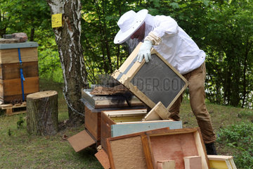 Berlin  Deutschland  Imker logiert einen Bienenschwarm in eine Bienenbeute ein