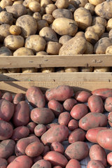 Ruehstaedt  Deutschland  geerntete Kartoffeln in Kisten auf dem Feld