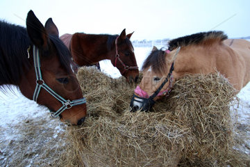 Koenigs Wusterhausen  Deutschland  Pferde fressen im Winter Heu auf einer Koppel