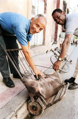 Santiago de Cuba  Kuba  Maenner transportieren ein Ferkel auf einer Sackkarre