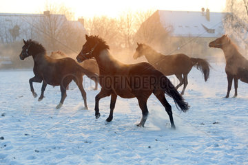 Graditz  Deutschland  Pferde galoppieren im Winter auf der Koppel durch den Schnee