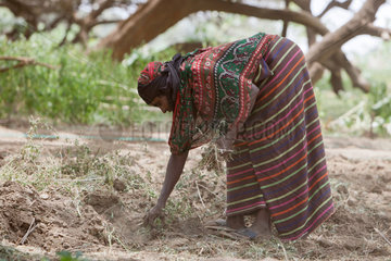 Awash  Aethiopien  Frau bei der Feldarbeit