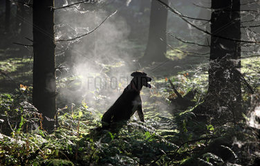 Neu Kaetwin  Deutschland  Hund sitzt allein im Wald