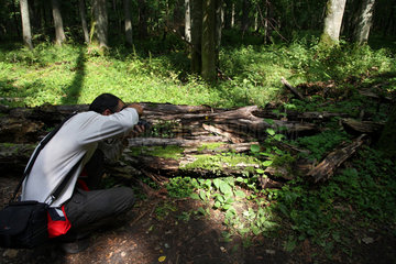 Bialowieza  Polen  fotografierender Tourist im Nationalpark Bialowieza