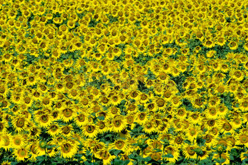 Oderberg  Deutschland  Sonnenblumenfeld