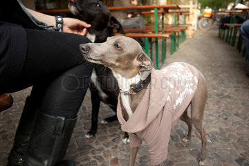 Berlin  Deutschland  Windhund im modischen Pullover