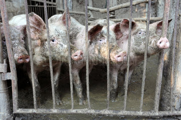 San Lorenzo  Italien  Hausschweine stehen gedraengt nebeneinander
