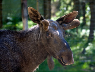 Ed  Schweden  Kopfportraet von einem Elch auf der Elchfarm Dalslands Moose Ranch