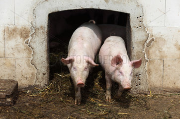 Prangendorf  Deutschland  Biofleischproduktion  Hausschweine kommen aus ihren Stall heraus