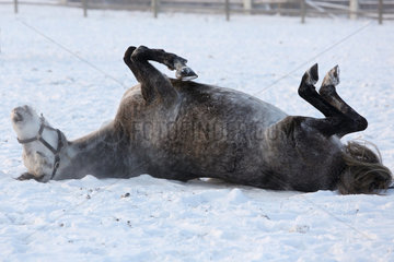 Graditz  Deutschland  Pferd waelzt sich im Schnee