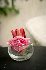 Jugenheim  Deutschland  Rose und Lilie in kleiner Blumenvase