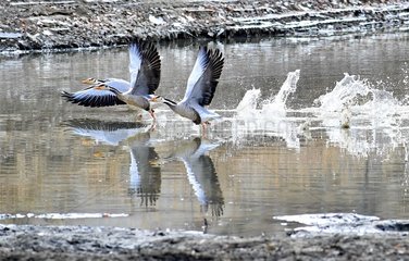 CHINA-TIBET-LHASA-BIRDS (CN)