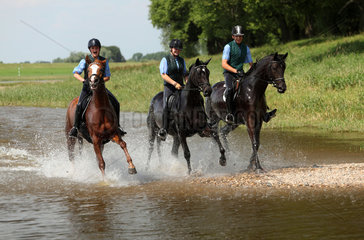 Graditz  Deutschland  Reiter galoppieren durch das Wasser der Elbe