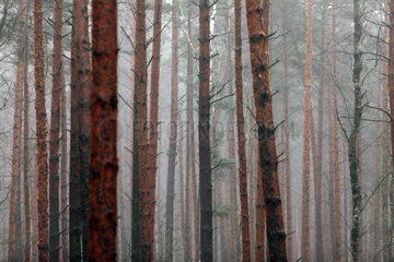 Lehnitz  Deutschland  Nebel im Wald
