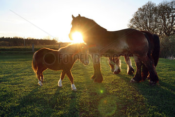 Prangendorf  Pferde am Abend auf der Weide