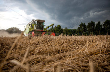 Hamm  Deutschland  Getreideernte kurz vor einem Unwetter