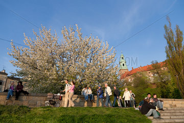 Krakau  Polen  bluehender Wildkirschenbaum und Spaziergaenger am Wawelberg