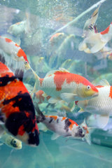 Hongkong  China  Kois im Aquarium