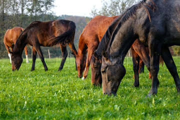 Hamm  Deutschland  Pferde grasen auf einer Koppel