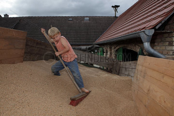 Prangendorf  Deutschland  Junge schiebt Weizenkoerner auf einem Anhaenger zur Seite