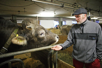 Jerzens  Oesterreich  Landwirt nimmt Kontakt mit einem Stier auf