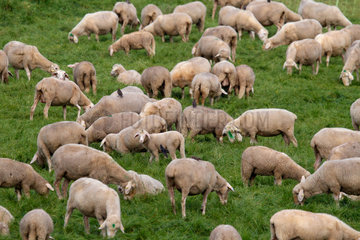Graditz  Deutschland  Schafe auf dem Elbdeich