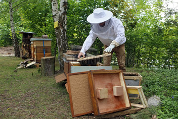 Berlin  Deutschland  Imker logiert einen Bienenschwarm in eine Bienenbeute ein