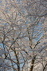 Berlin  Deutschland  schneebedeckte Baumkronen