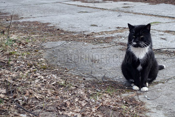 Swinemuende  Polen  Katze sitzt allein auf der Strasse