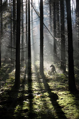 Neu Kaetwin  Deutschland  Hund sitzt im Wald allein im Streiflicht
