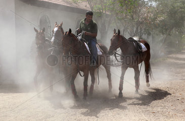 Dubai  Vereinigte Arabische Emirate  Reiter fuehrt mehrere Pferde an der Hand mit