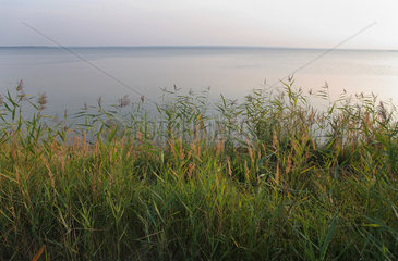 Mikolcy  Weissrussland  Schilf am Ufer des Narac-Sees