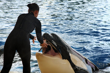 Puerto de la Cruz  Spanien  Frau fuettert einen Schwertwal im Loro Park