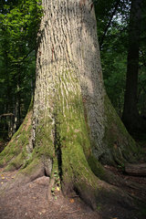 Bialowieza  Polen  Baumstamm einer alten Eiche im Nationalpark Bialowieza