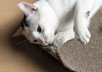 Neuenhagen  Deutschland  Katze liegt am Boden und schnuppert an einem Teppich