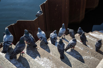 Berlin  Deutschland  Tauben auf Stufen an der Spree