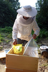 Berlin  Deutschland  Imker bei der Arbeit an einem Bienenvolk