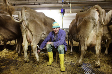Jerzens  Oesterreich  ein Bauer setzt eine Melkmaschine an das Euter einer Kuh an
