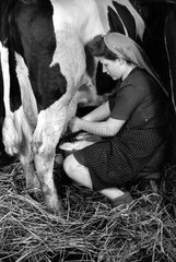 Dresden  DDR  Frau melkt eine Kuh per Hand